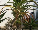A mixed grouping of Aloes provides interest to a corner of the forecourt