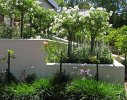 Massed Iceberg roses create a strong impact either side of the front door entrance stairwell