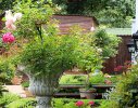 Arching roses in classical urns add elegance to the stable entranceway