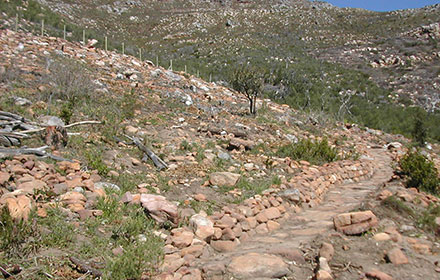 Fynbos rehabilitation